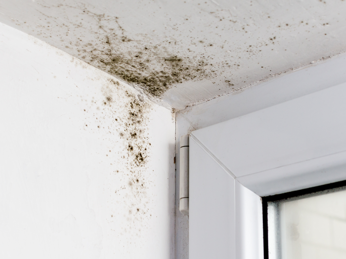 Featured image for “Mold Damage”